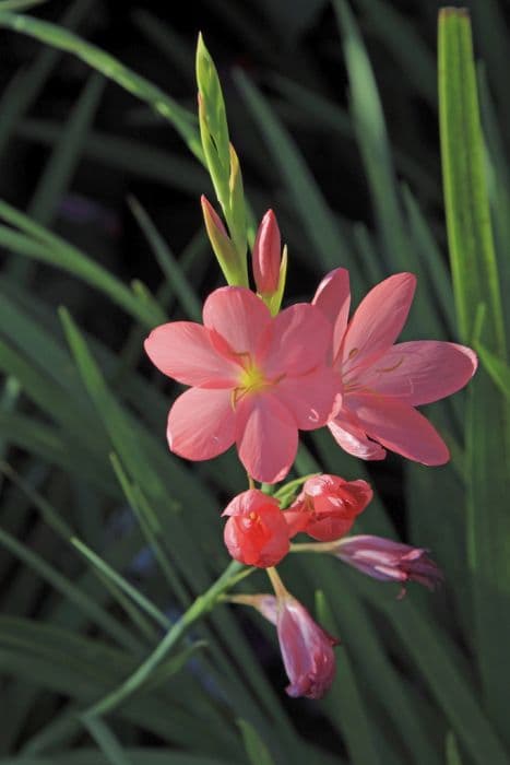 crimson flag lily 'Salmon Charm'