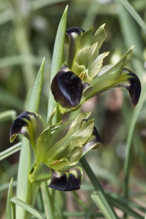 snake's head iris