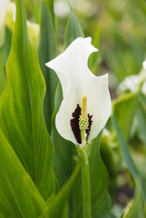 arum lily 'Black Eyed Lady'