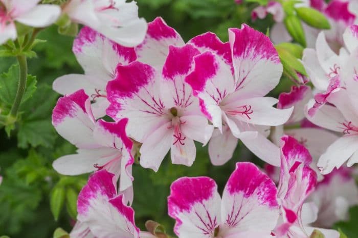 pelargonium 'Fairy Orchid'