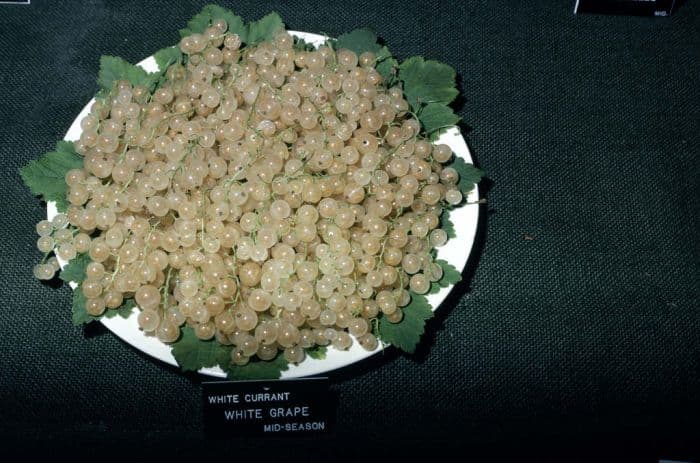 whitecurrant 'White Grape'