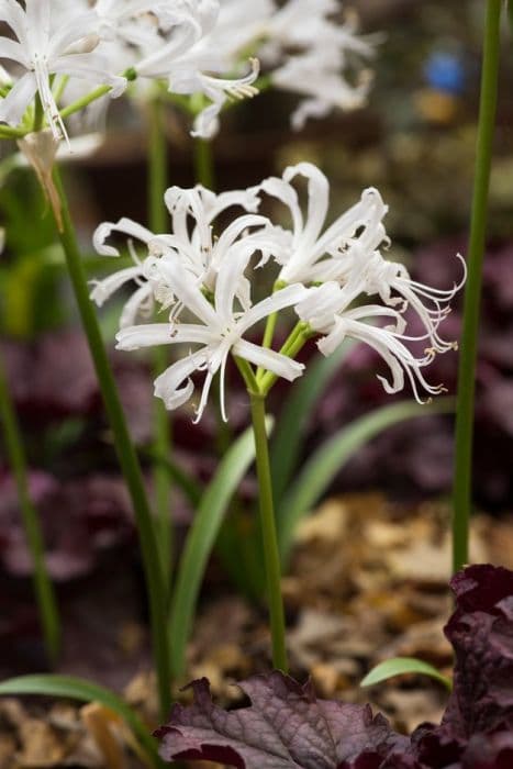 nerine 'Alba'