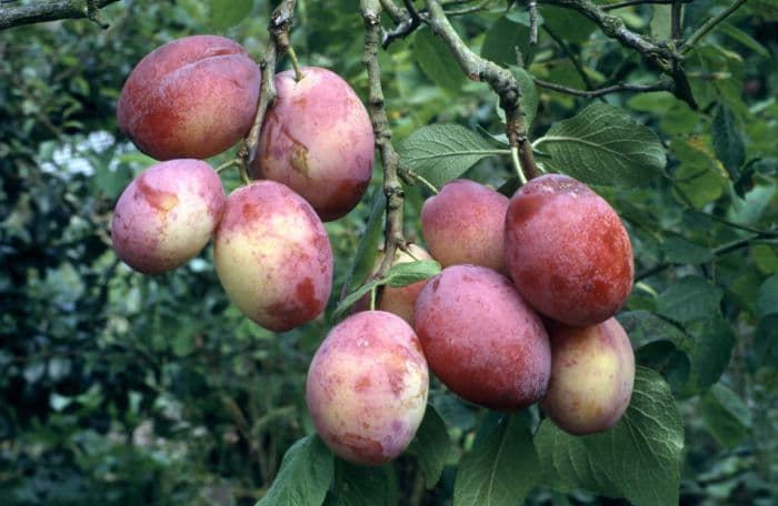 plum 'Victoria'