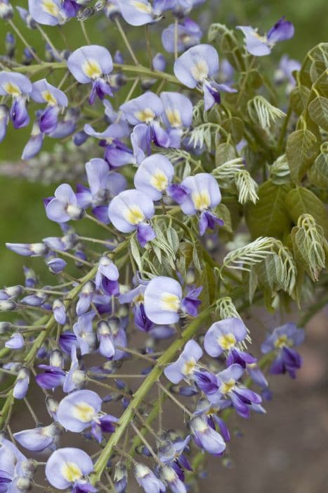 beautiful wisteria