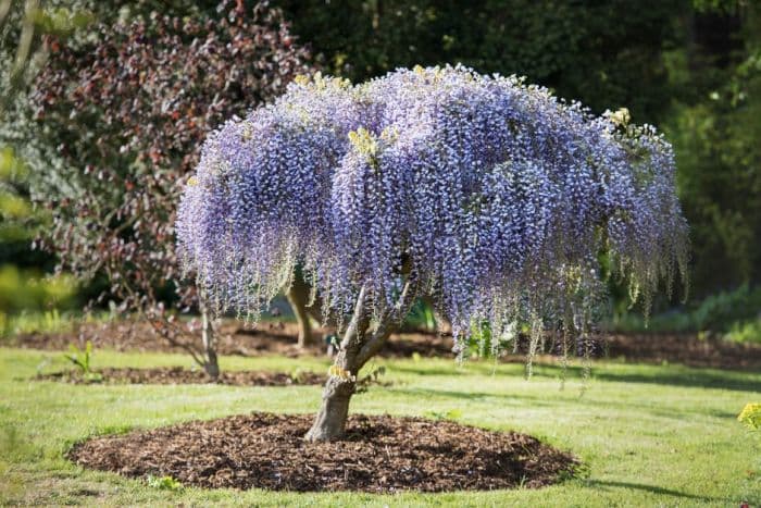 Japanese wisteria