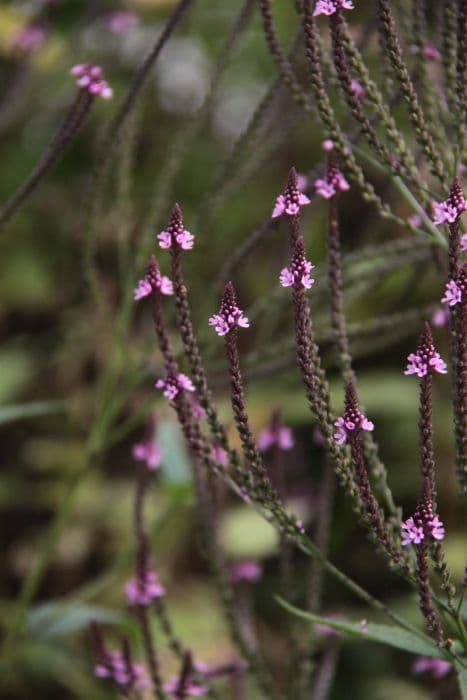 pink-flowered blue vervain