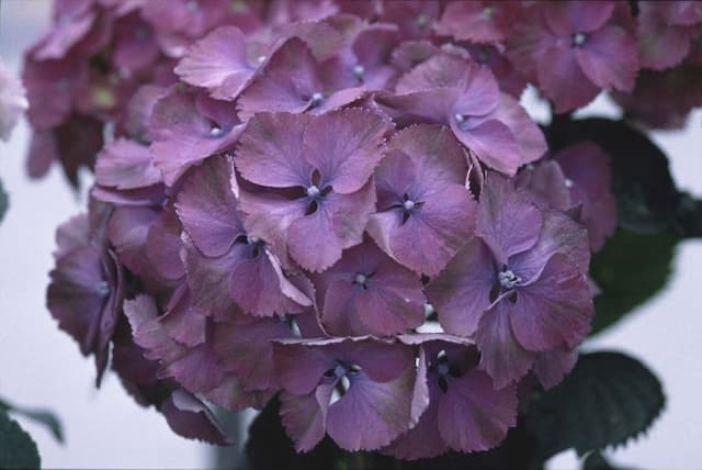 Hydrangea 'Ami Pasquier'