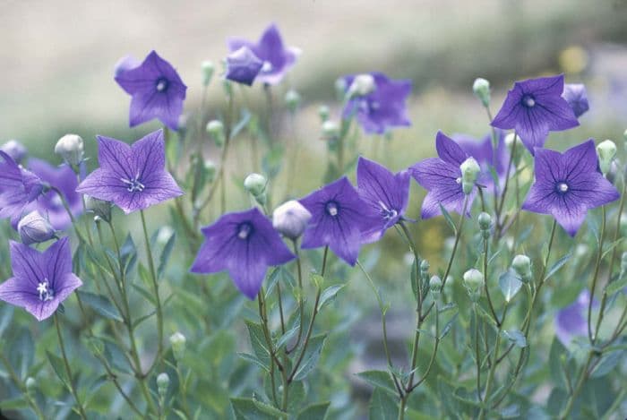 balloon flower