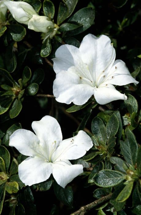 rhododendron 'Niagara'