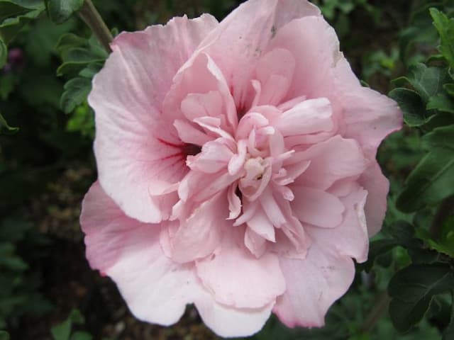 Rose of Sharon [Pink Chiffon]