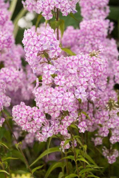 meadow phlox 'Natascha'