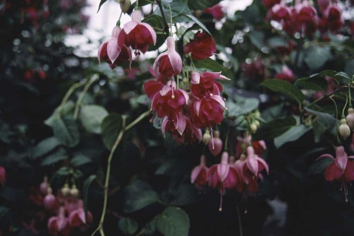 fuchsia 'Garden News'