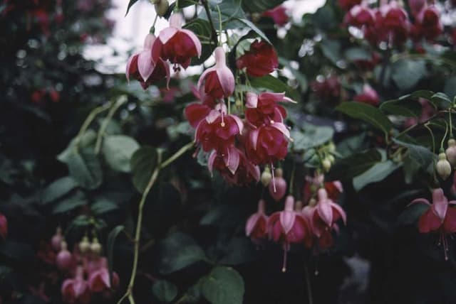 Fuchsia 'Garden News'