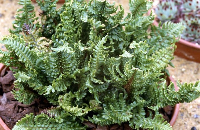 scaly male fern 'Crispa Gracillis'