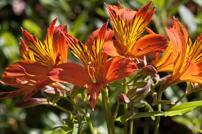 Peruvian lily