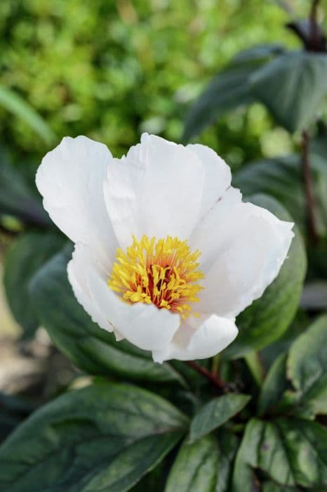 peony 'Garden Peace'