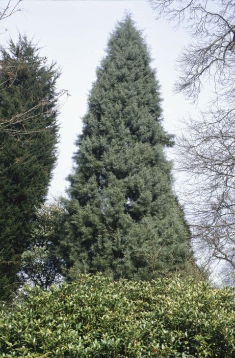 smooth Arizona cypress 'Blue Ice'