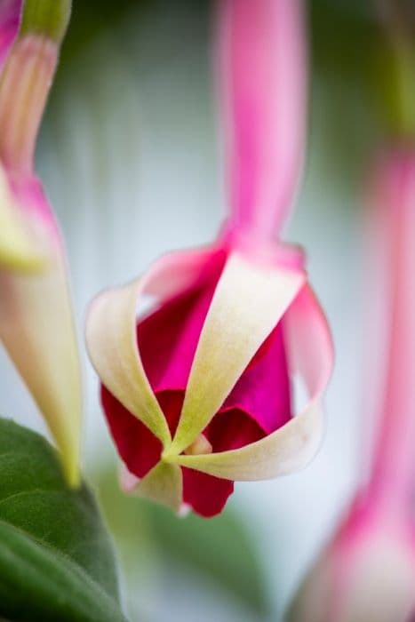 fuchsia 'All Summer Beauty'