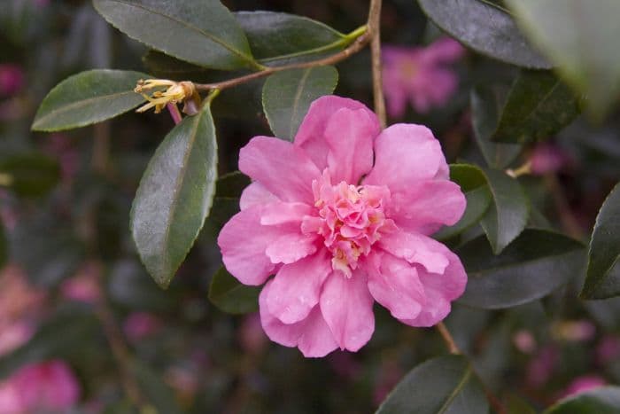 camellia 'Sparkling Burgundy'