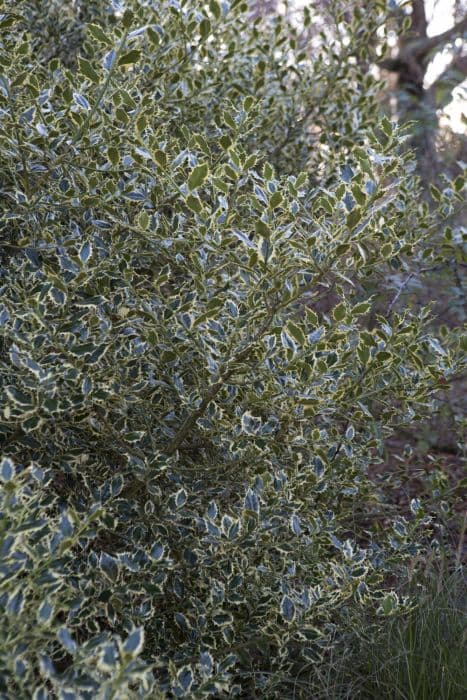 holly 'Elegantissima'