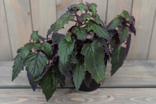 Velvet plant 'Purple Passion'