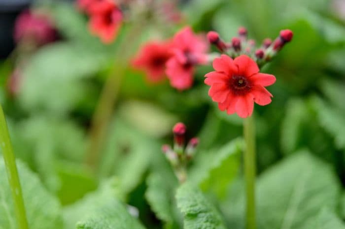 Japanese primrose 'Miller's Crimson'