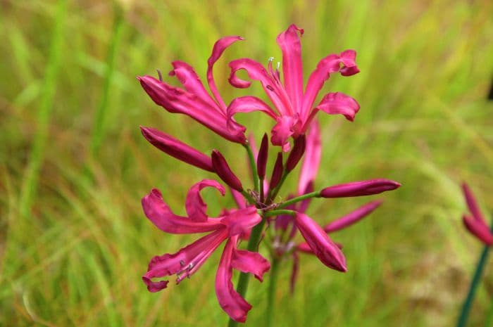 nerine 'Mr John'