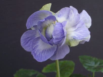 Parma Violet 'Pallida Plena'