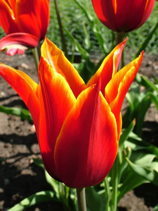 tulip 'Queen of Sheba'