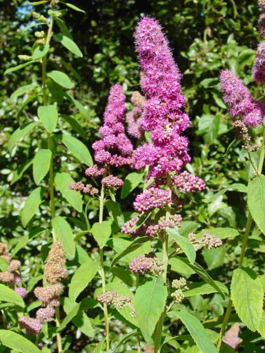 spirea 'Triumphans'