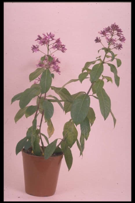 paniculate fuchsia