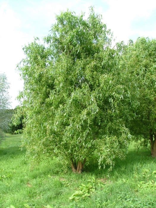 willow 'Erythroflexuosa'