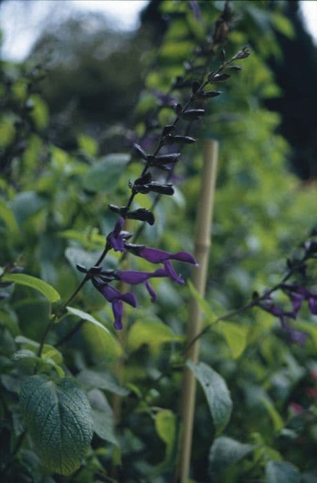 salvia 'Purple Majesty'