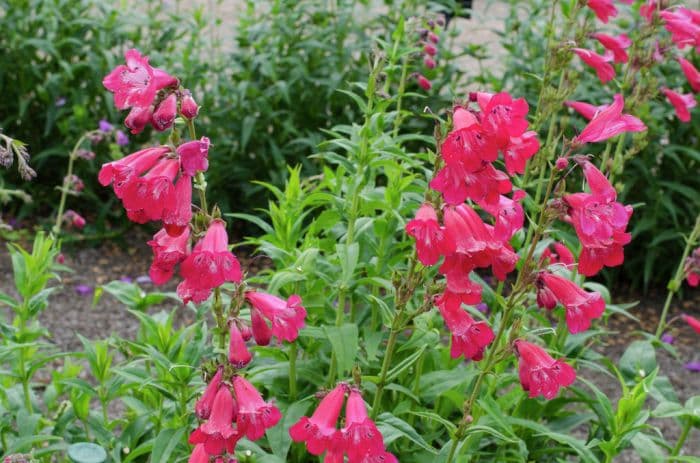 penstemon 'Pensham Kay Burton'