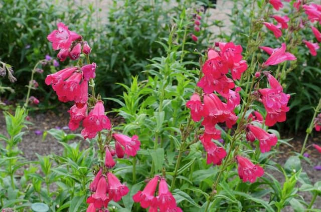 Penstemon 'Pensham Kay Burton'