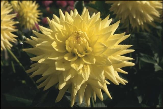 Dahlia 'Hamari Accord'