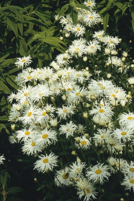 Shasta daisy 'Phyllis Smith'