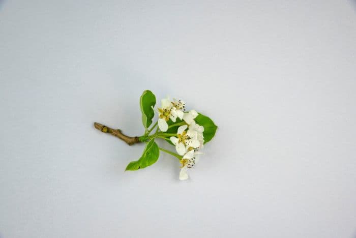 pear 'Concorde'