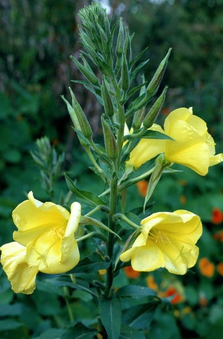 large-flowered evening primrose