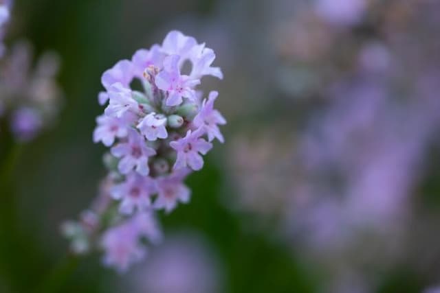 English lavender [Little Lottie]