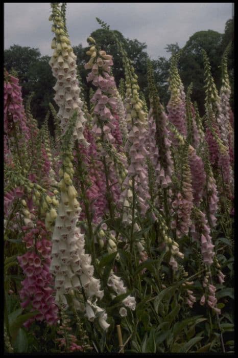 foxglove 'The Shirley'