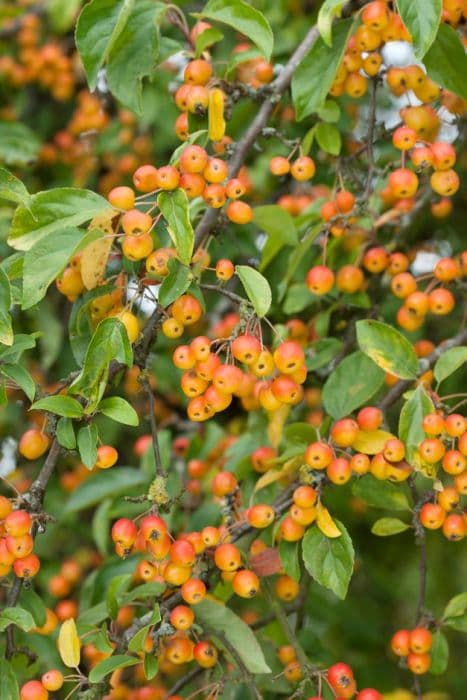 crab apple 'Professor Sprenger'