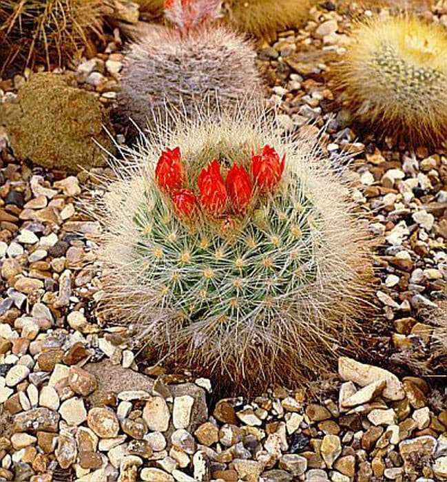 tufted parodia