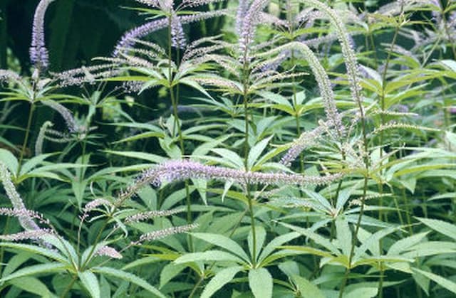 Culver's root 'Pointed Finger'