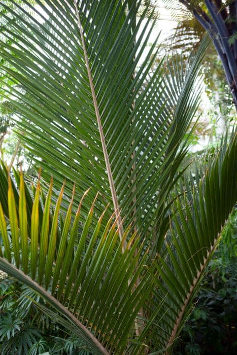 nikau palm