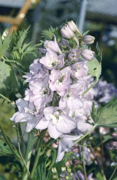 delphinium Magic Fountain Series