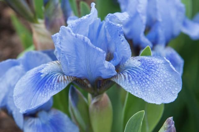 Iris 'Austrian Sky'