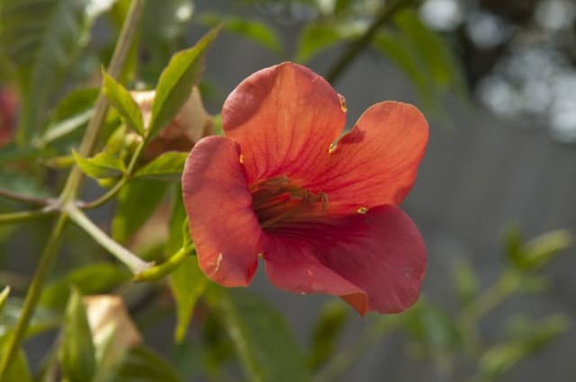 Chinese trumpet creeper