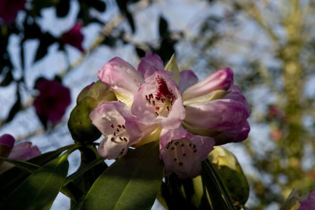 Szechwan rhododendron