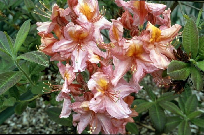 rhododendron 'Berryrose'